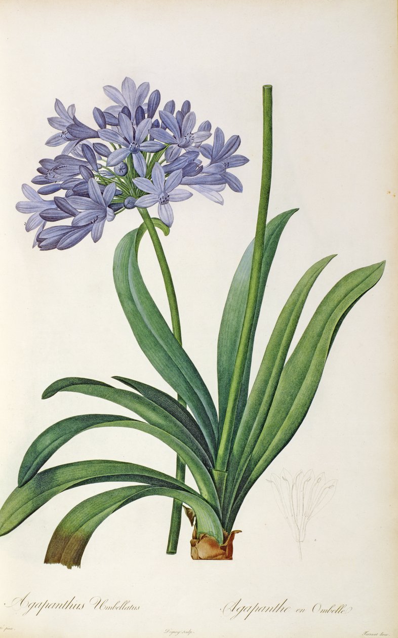 Agapanthus umbrellatus, aus `Les Liliacees