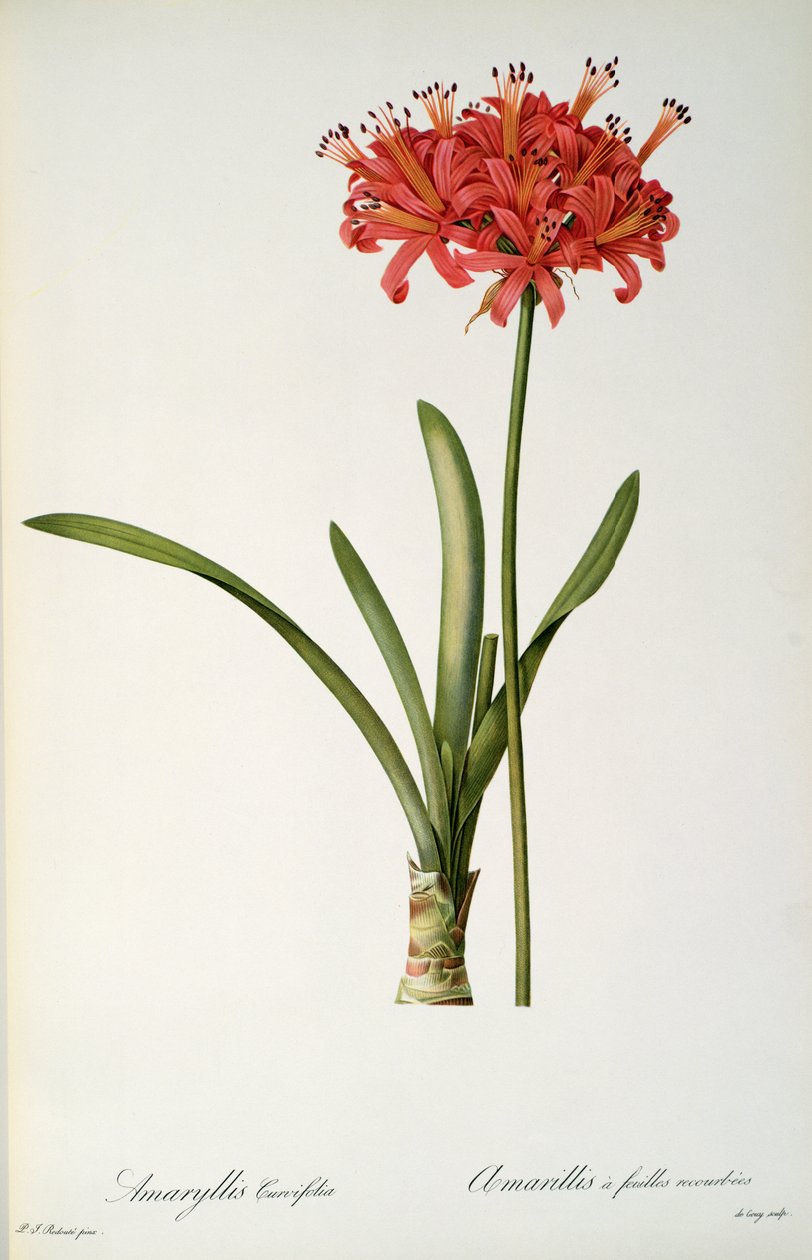 Amaryllis Curvifolia, 1809, aus `Les Liliacees