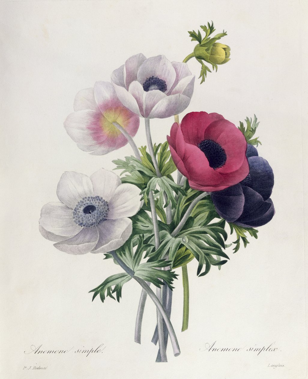 Anemone: Einfach, aus 