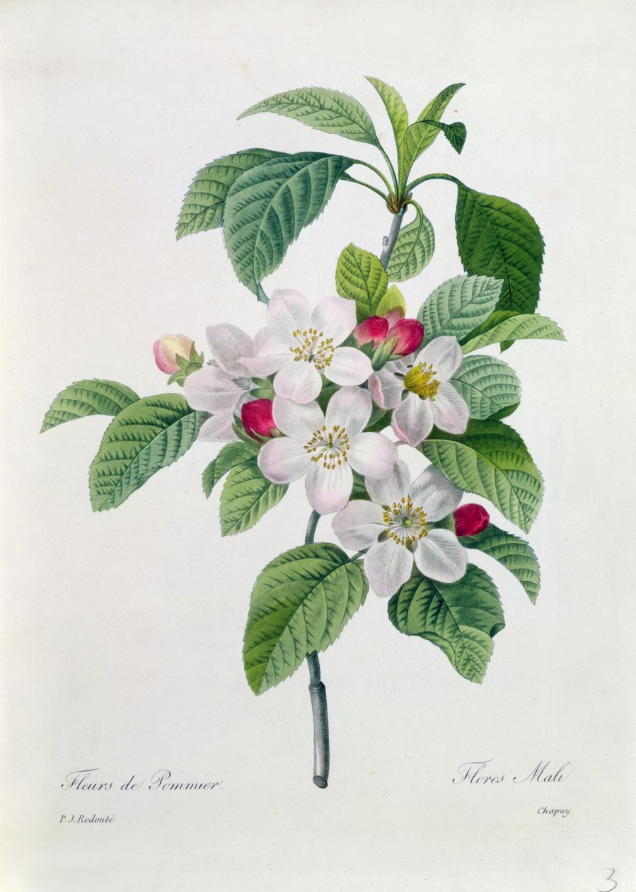 Apfelblüte, aus 