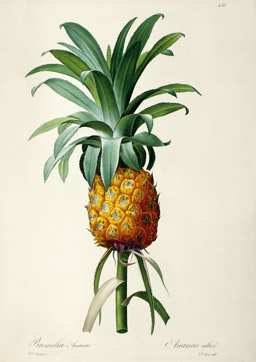 Bromelia Ananas, aus 