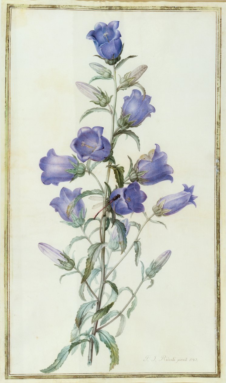Campanula: Medium (Canterbury Bell) 1787 von Pierre Joseph Redouté