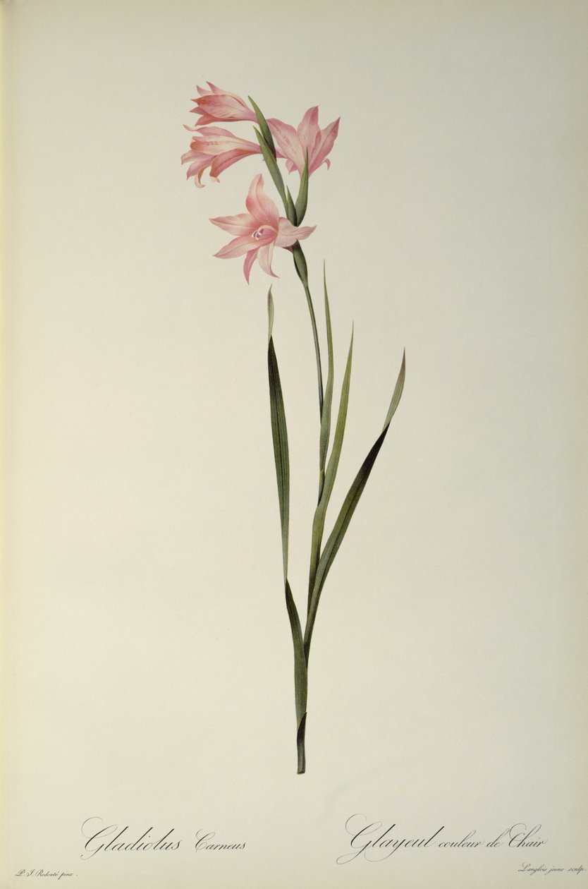 Gladiolus Carneus, aus `Les Liliacees