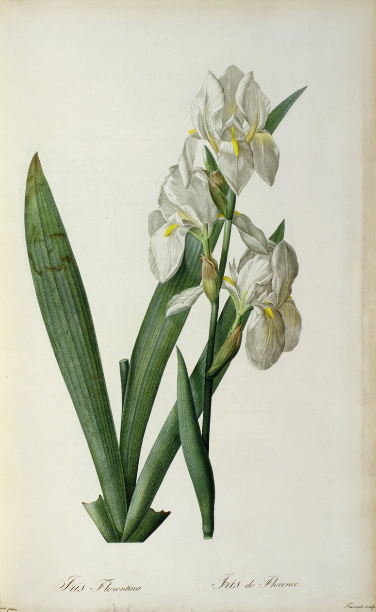 Iris Florentina, aus 
