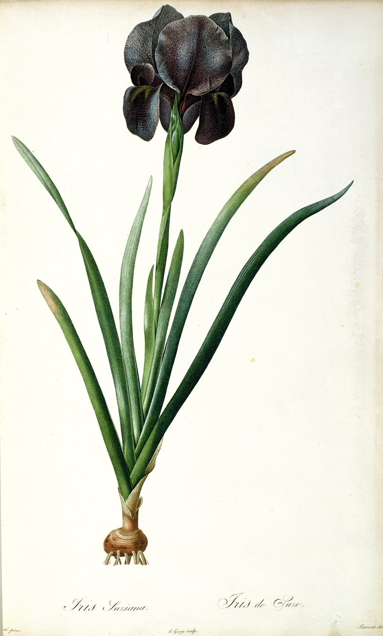 Iris Luxiana, aus `Les Liliacees