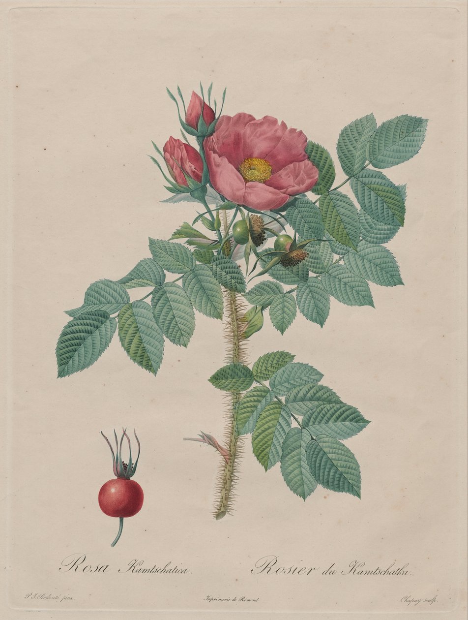 Kamtschatka-Rose (Rosa Kamtschatica), aus Redouté, Les Roses, Paris, 1817–1824 von Pierre Joseph Redouté