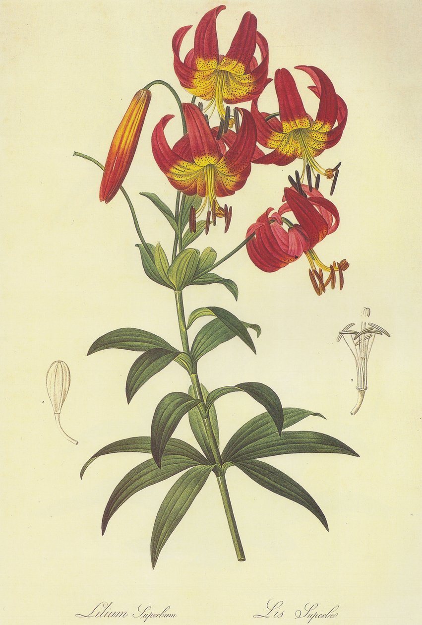 Lilium superbum Lithographie von Pierre Joseph Redouté