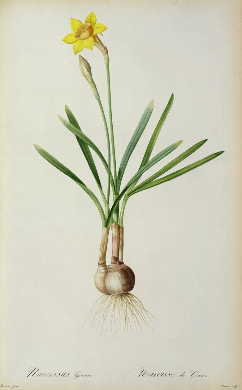 Narzisse Gouani, aus 