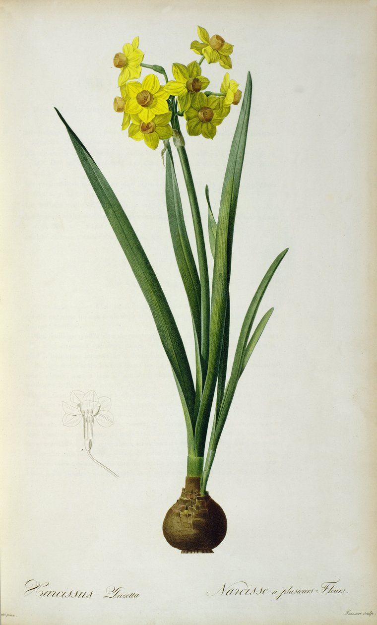 Narzissus Lazetta, aus 