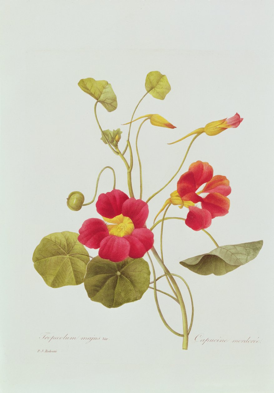 Kapuzinerkresse von Pierre Joseph Redouté
