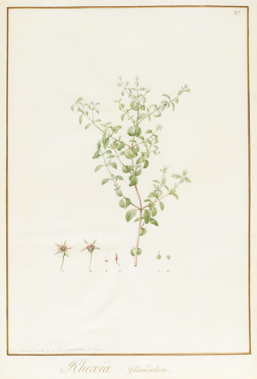 Rhexia Glandulosa von Pierre Joseph Redouté