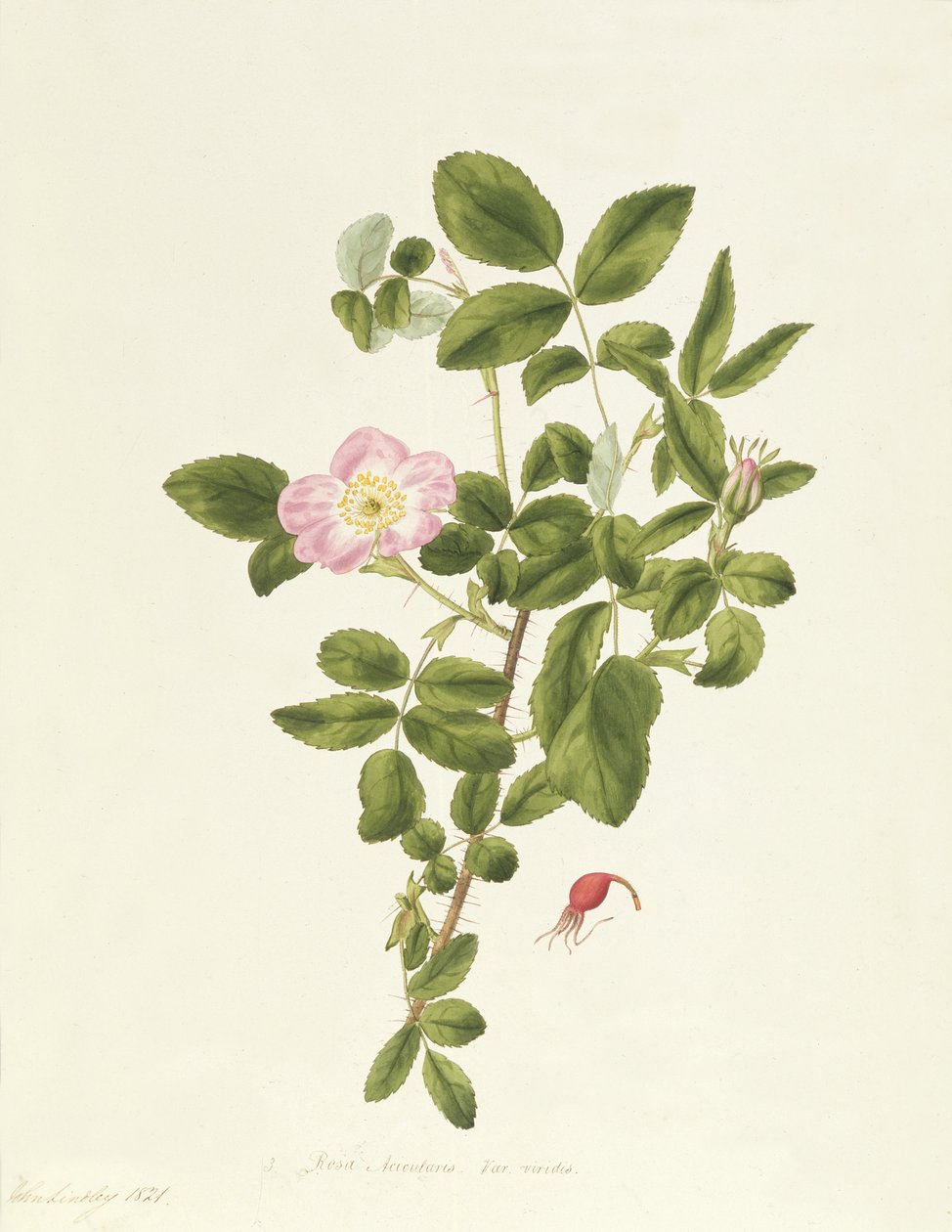 Rosa Acicularis Viridis von Pierre Joseph Redouté