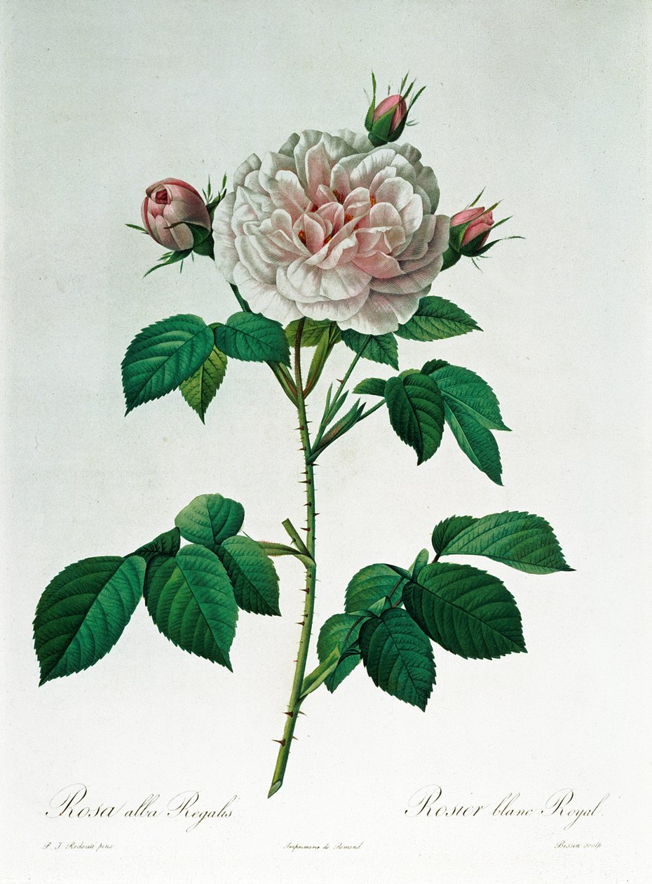 Rosa Alba Regalis (graviert von Bessin) von Pierre Joseph Redouté