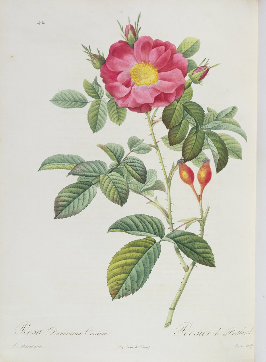 Rosa Damascena, aus 