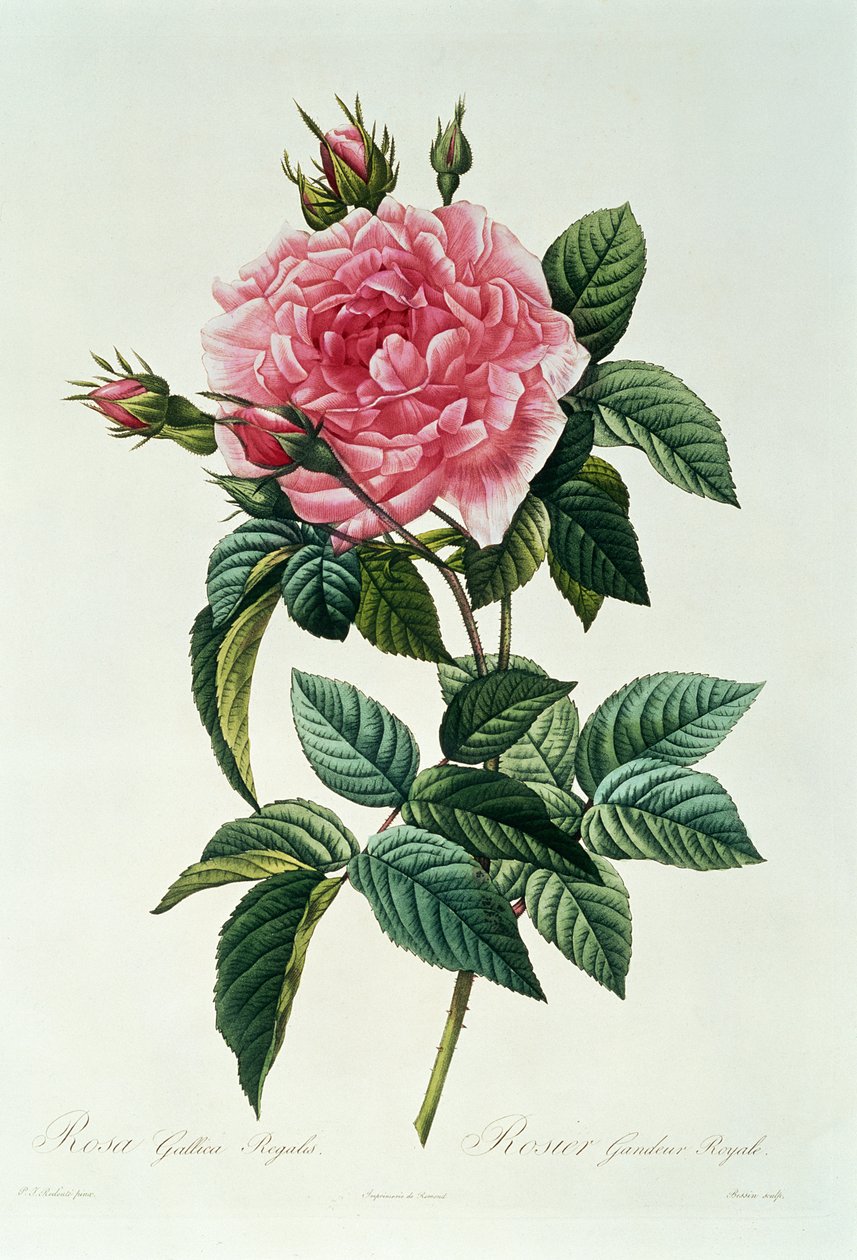 Rosa Gallica Regalis von Pierre Joseph Redouté