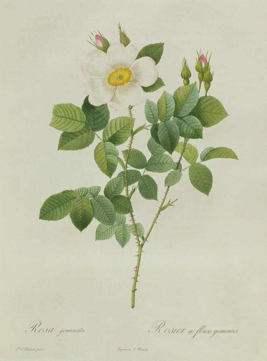 Rosa Geminata von Pierre Joseph Redouté