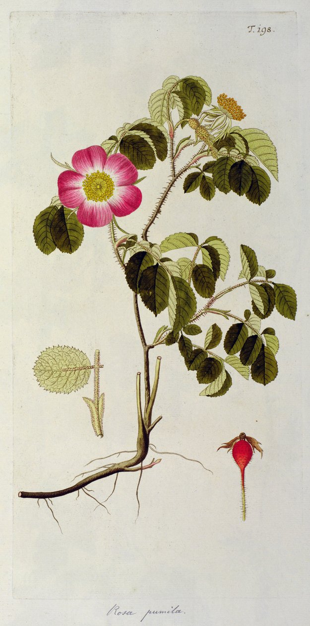 Rosa Pumila, aus 