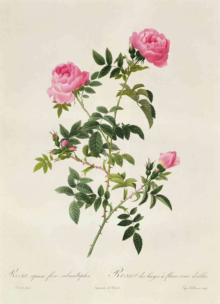 Rosa Sepium Flore Submultiplici von Pierre Joseph Redouté