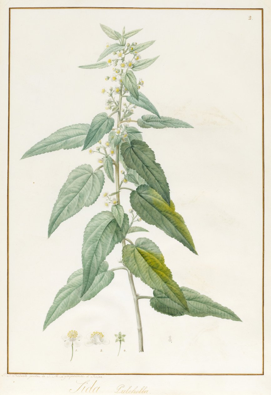 Sida Pulchella (Graphit und Aquarell auf Pergament) von Pierre Joseph Redouté