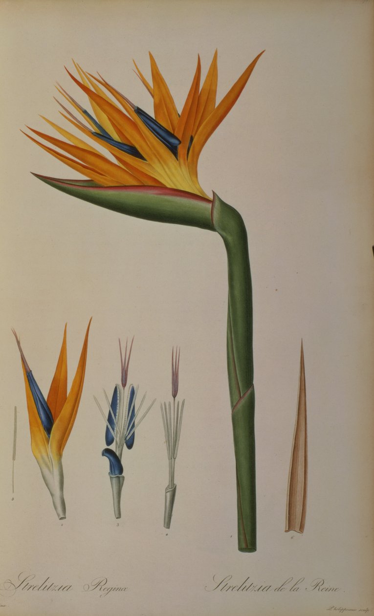 Strelitzia Reginae, aus 