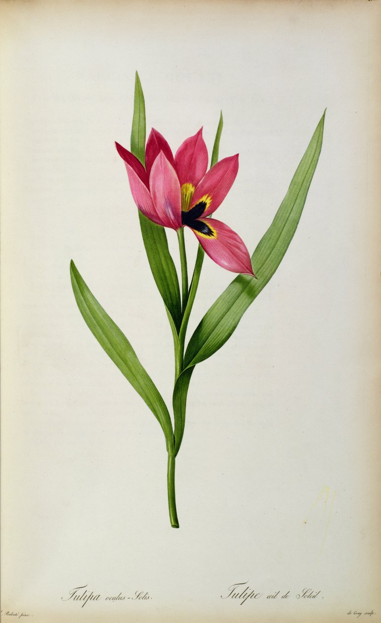 Tulipa oculus-solis, aus 