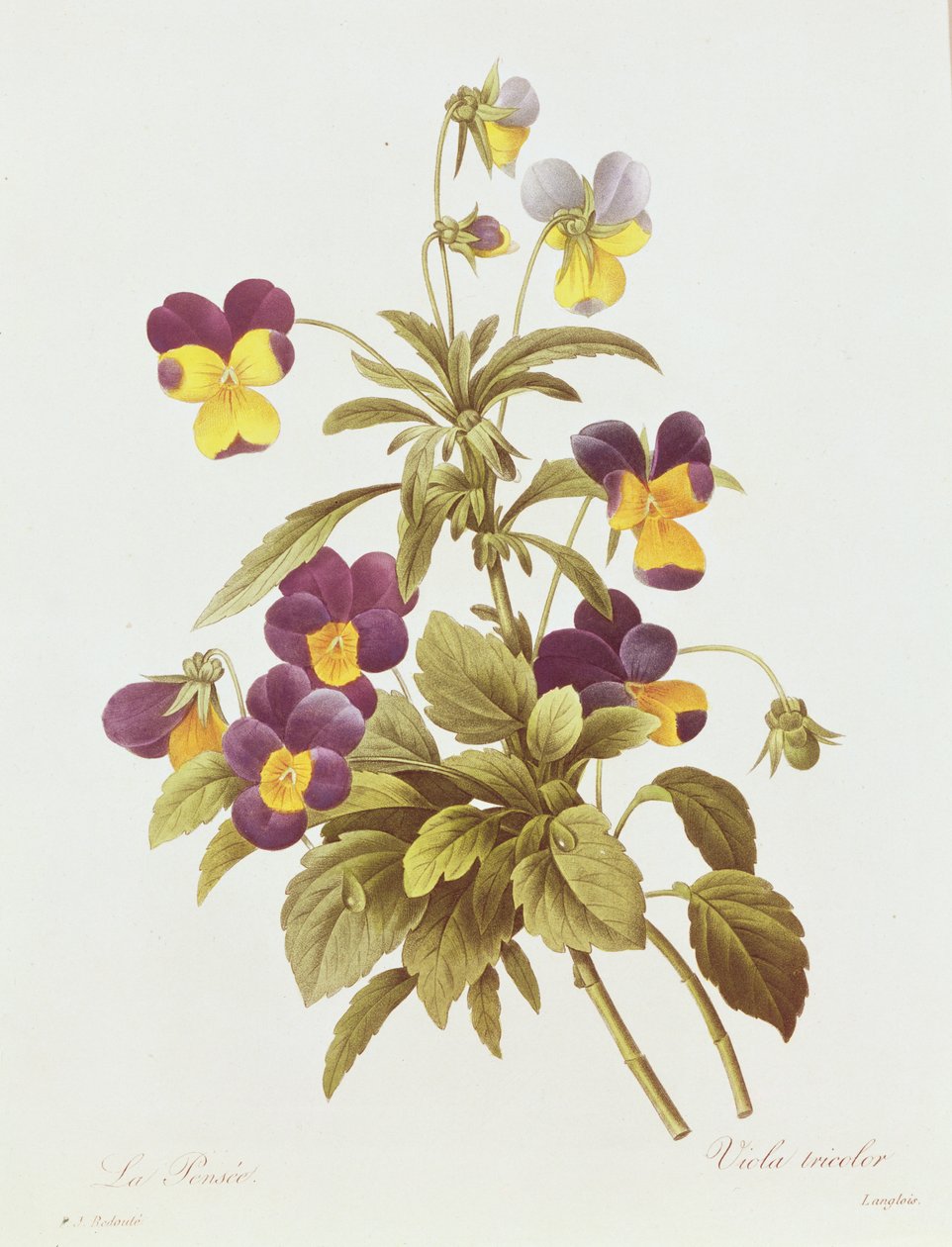 Stiefmütterchen (Farbstich) von Pierre Joseph Redouté