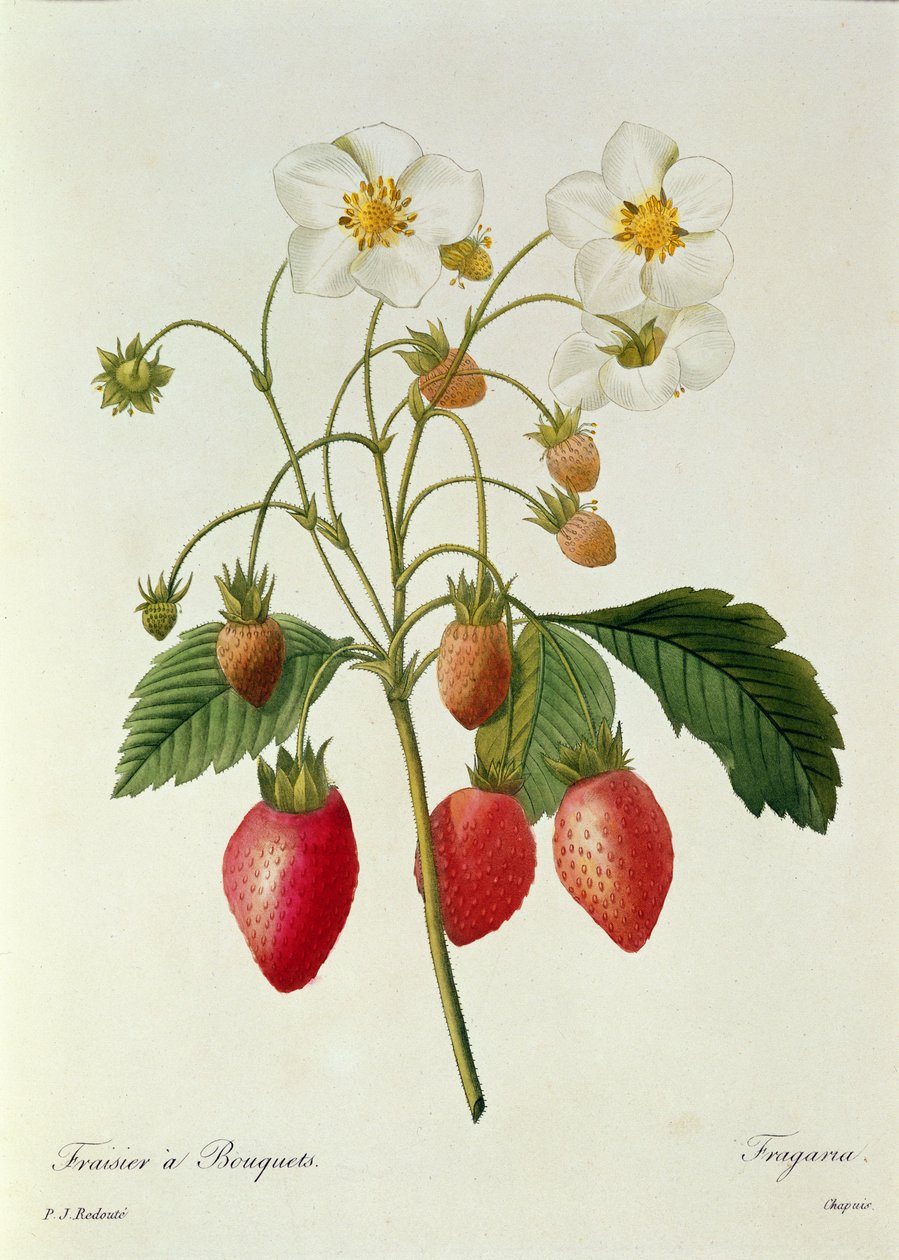 Fragaria (Erdbeere), graviert von Chapuis, aus 