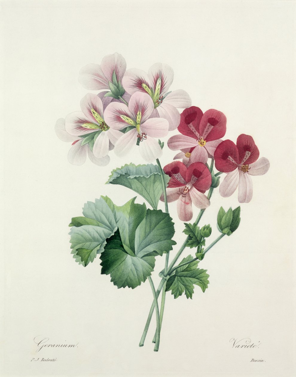 Geranienart (Storchschnabel) aus 