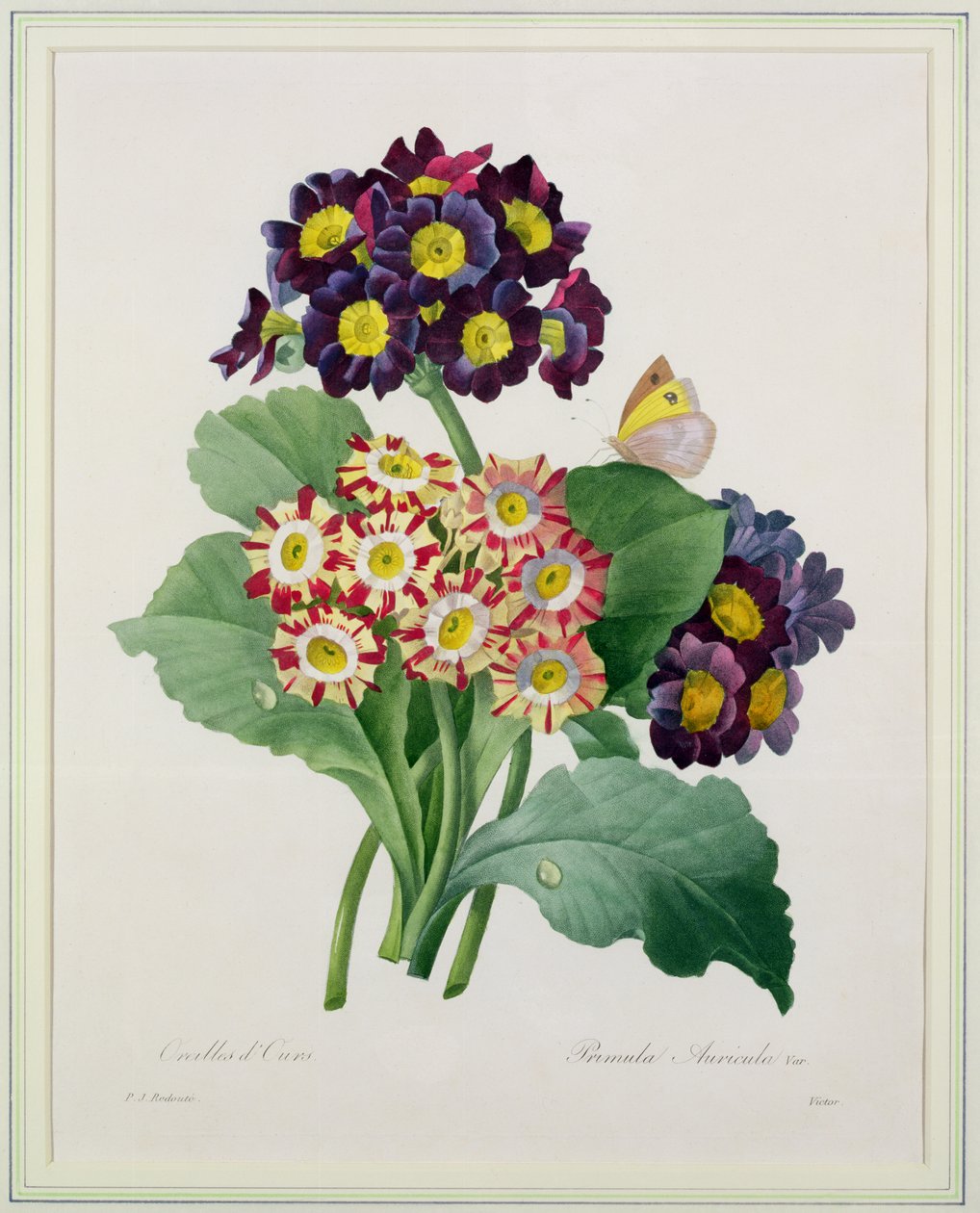 Primula auricula, graviert von Victor, aus 