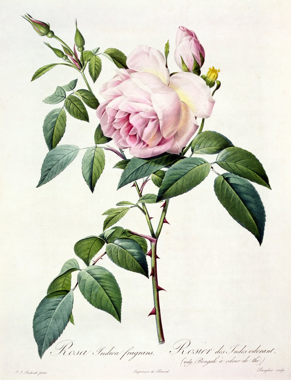 Rosa Indica Fragrans, graviert von Langlois, veröffentlicht von Remond von Pierre Joseph Redouté