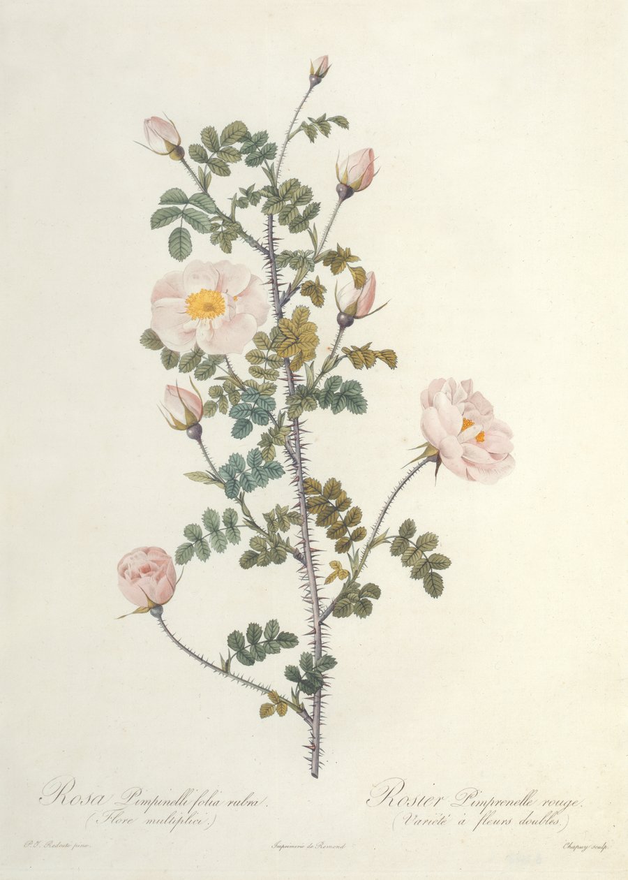 Rosa Pimpinellifolia Rubra Flore Multiplici, graviert von Chapuy, veröffentlicht von Remond von Pierre Joseph Redouté