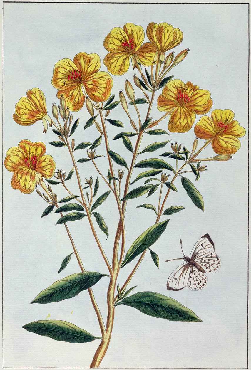 Abendprimel, Tafel 73 aus 