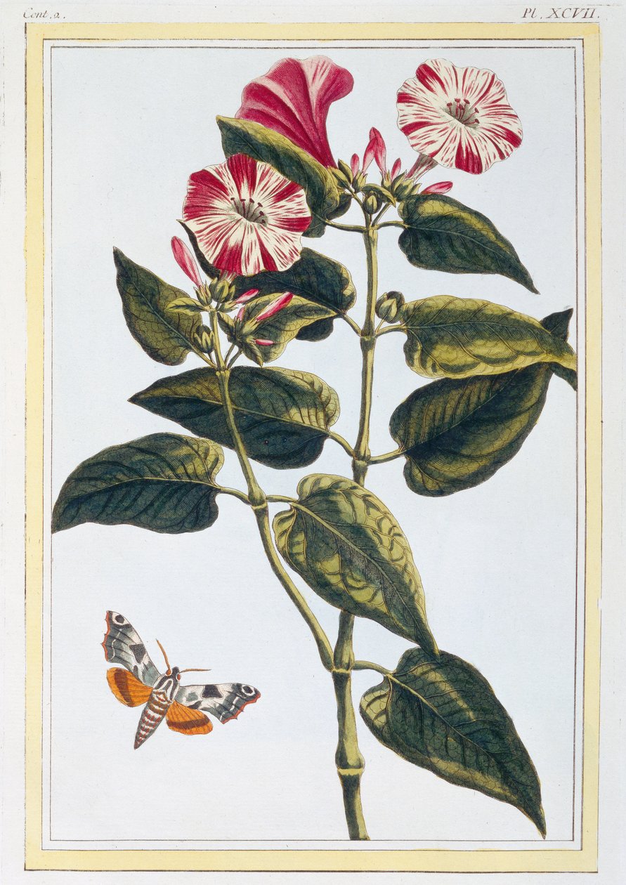 Morgenruhm, ca. 1766 (handkolorierter Stich) von Pierre Joseph Buchoz