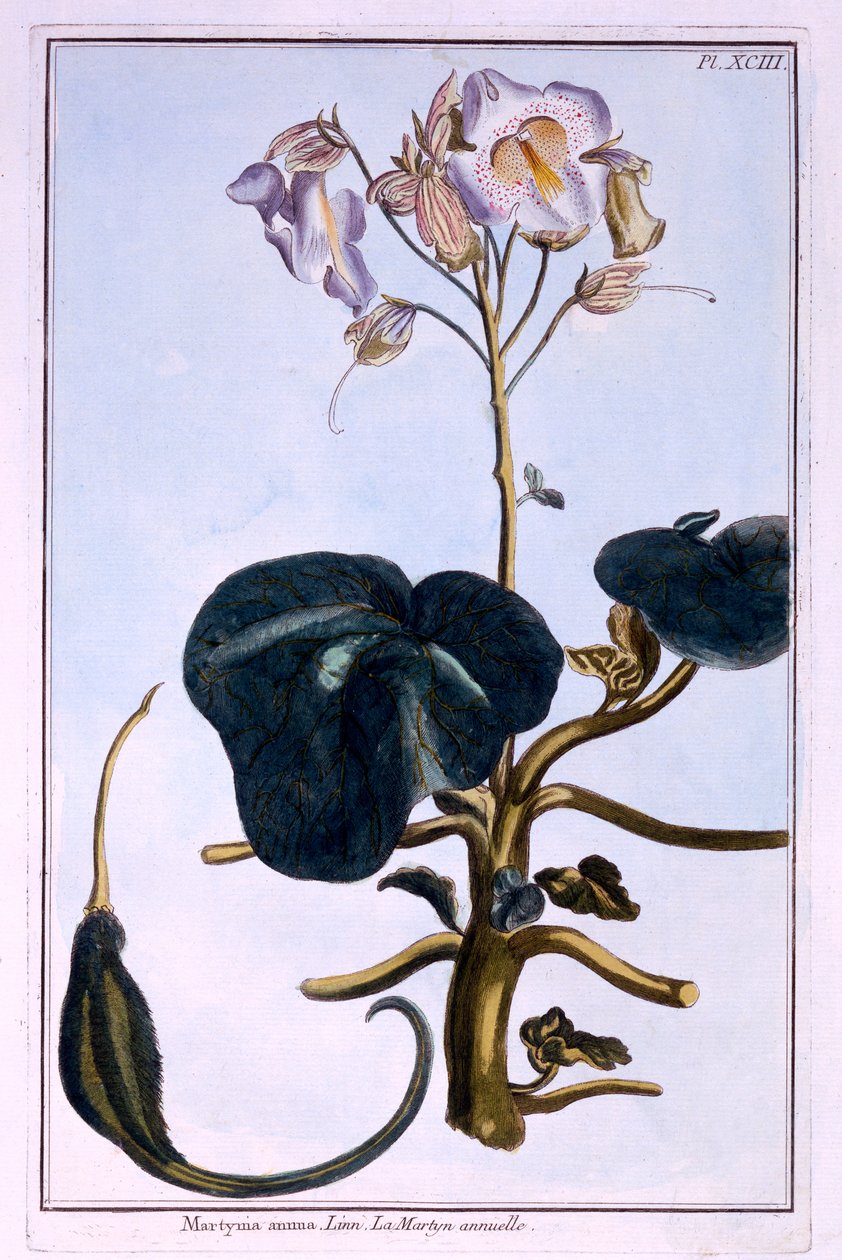 Rüsselblume von Pierre Joseph Buchoz