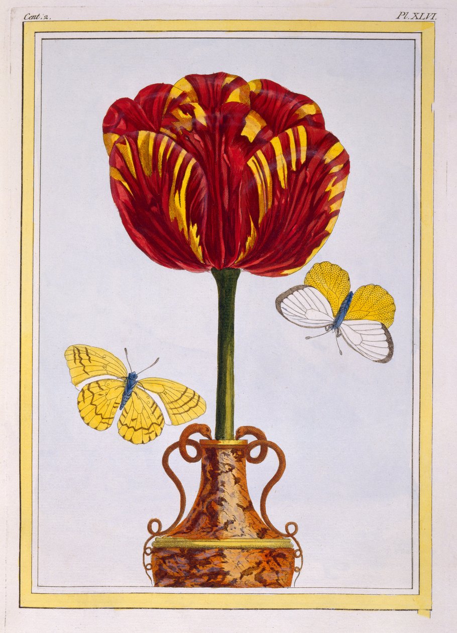 Tulpe 
