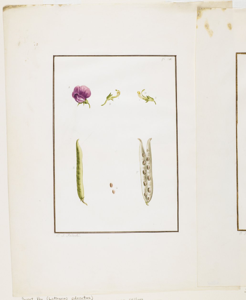 Botanische Dissektion: Duftende Platterbse (Lathyrus odoratus), ca. 1778-90 von Pierre Joseph Redouté