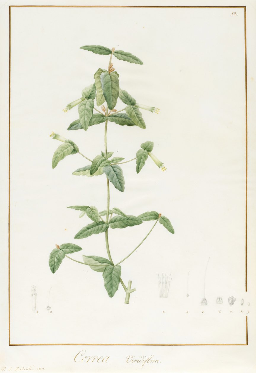 Correa Vieisiflora von Pierre Joseph Redouté