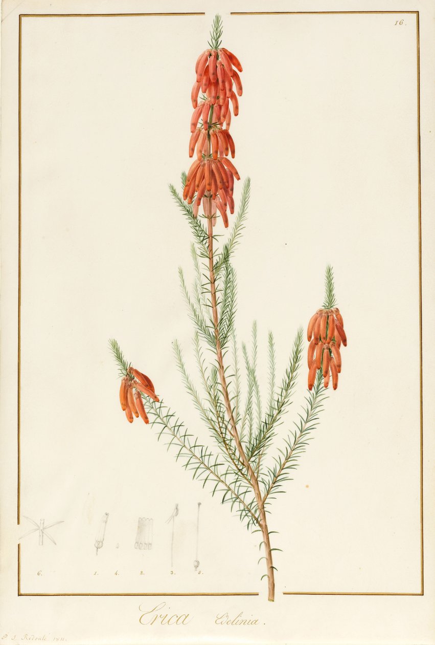 Erica Edilinei, 1811 von Pierre Joseph Redouté