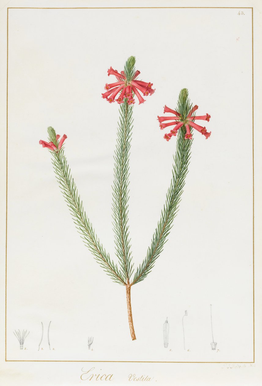 Erica Vestita, 1812 von Pierre Joseph Redouté