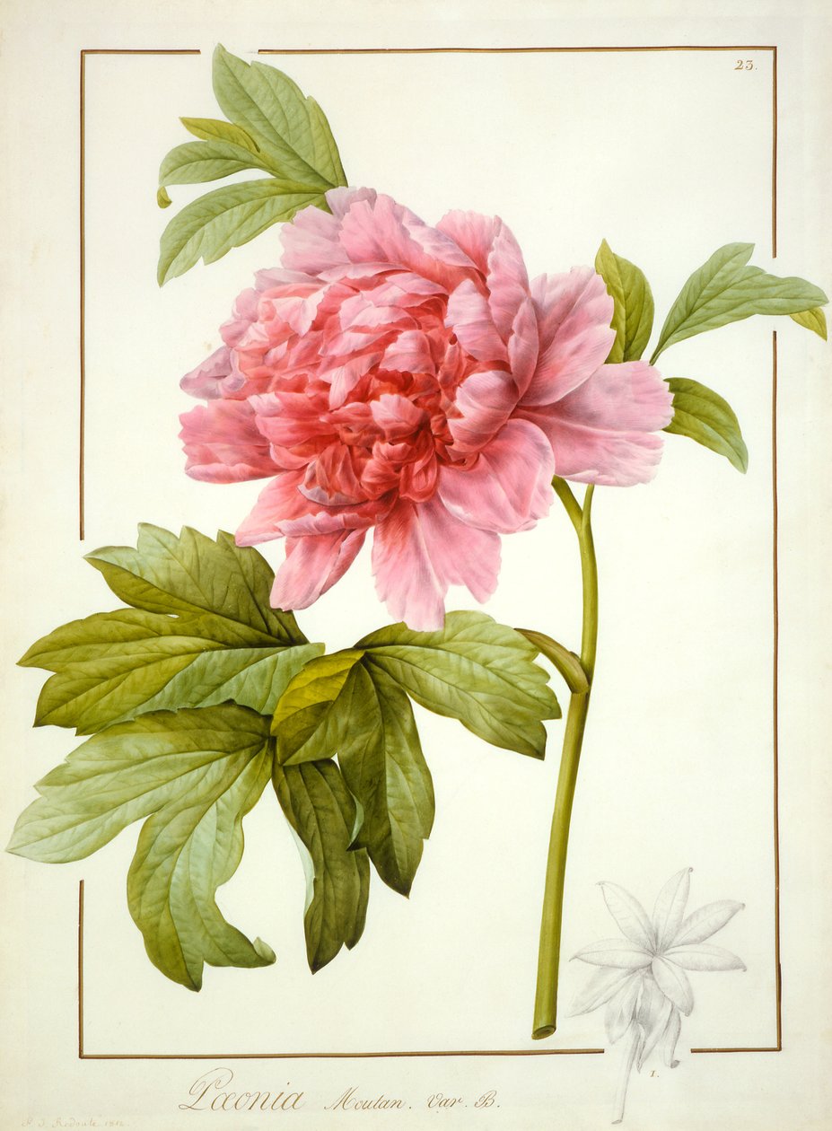 Paeonia Suffruticosa, 1812 von Pierre Joseph Redouté