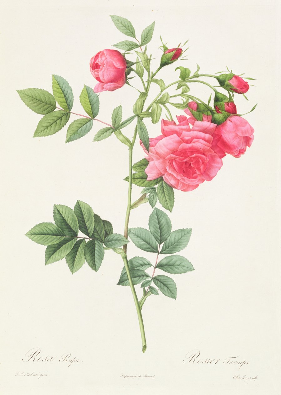 Rosa Pimpinellifolia Flore Variegato von Pierre Joseph Redouté