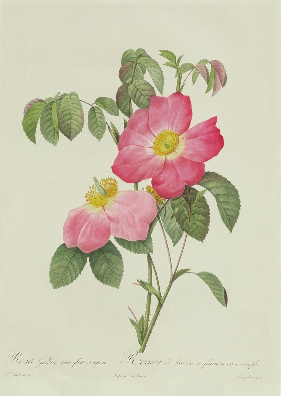 Rosa Tomentosa von Pierre Joseph Redouté
