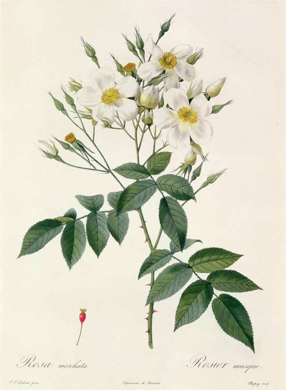 Rosa moschata oder Moschusrose von Pierre Joseph Redouté