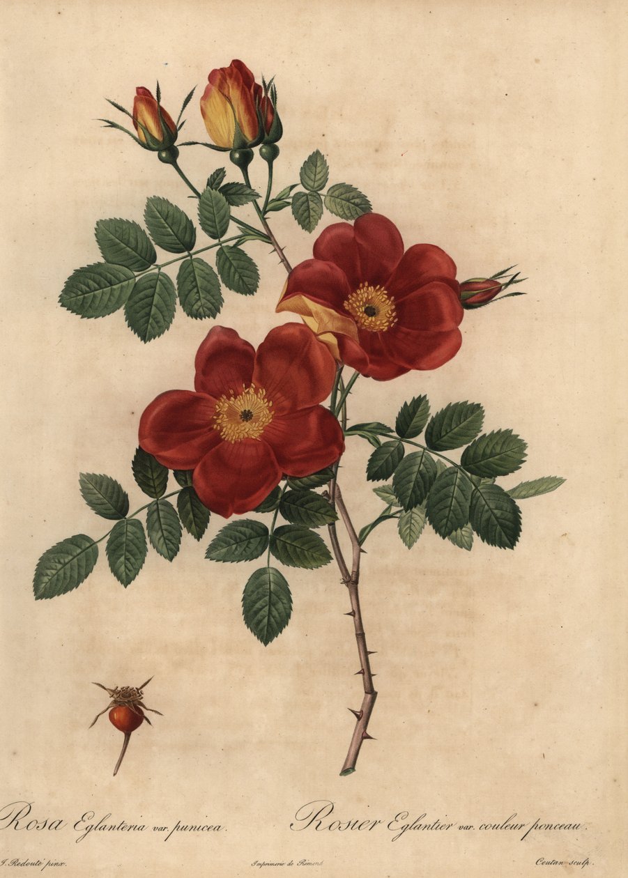 Kupferrose, Rosa eglanteria von Pierre Joseph Redouté