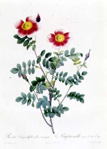 Rosa Rapa von Pierre Joseph Redouté