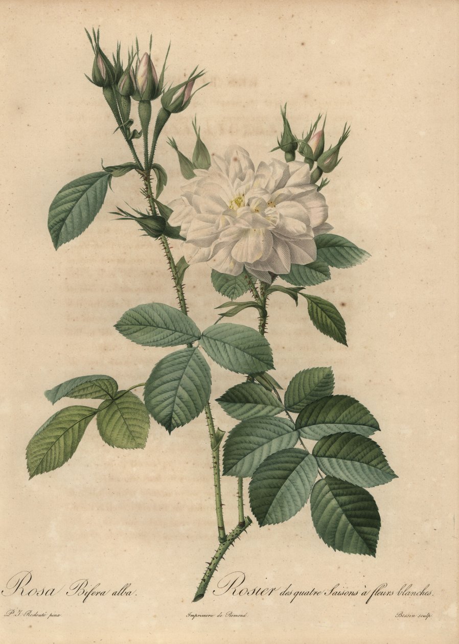Weiße Rose, Rosa bifera alba von Pierre Joseph Redouté