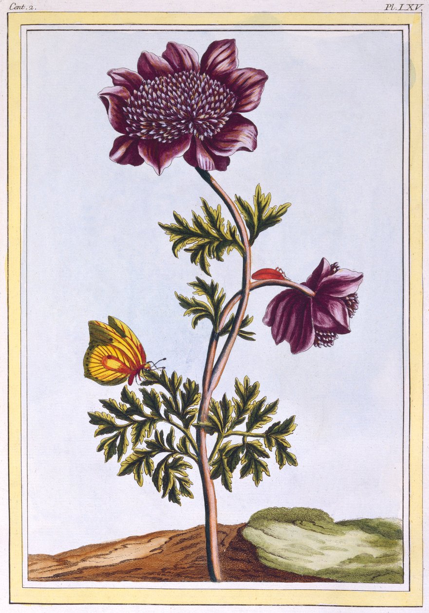 Garten-Anemone Windblume, veröffentlicht 1776 von Pierre Joseph Buchoz