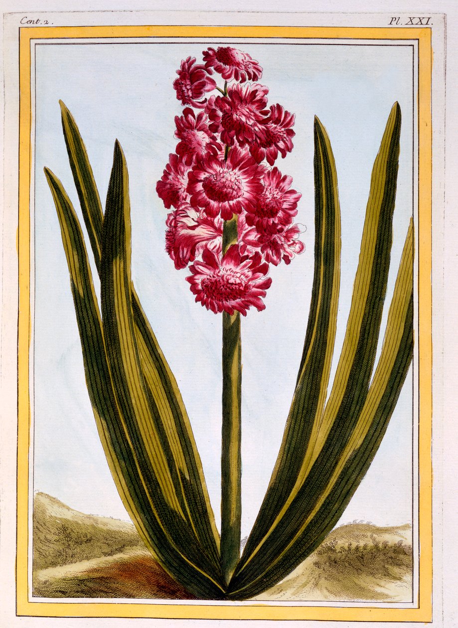 Königliches Purpur von Pierre Joseph Buchoz