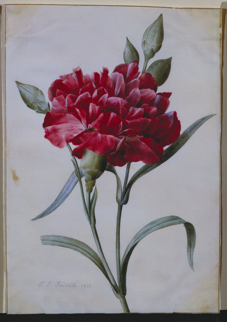Eine dunkelrote Nelke, 1822 von Pierre Joseph Redouté