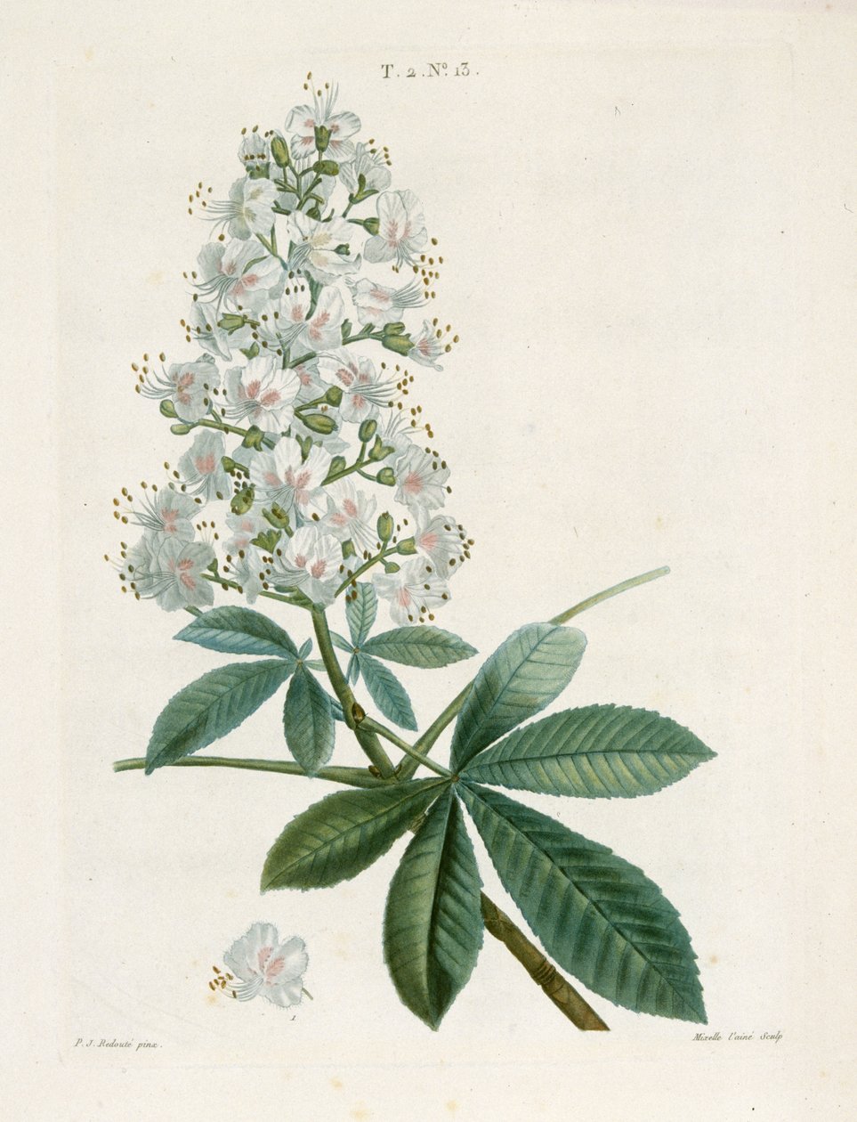 Aesculus Hippocastorum, Rosskastanie, ca. 1800-1830 von Pierre Joseph Redouté